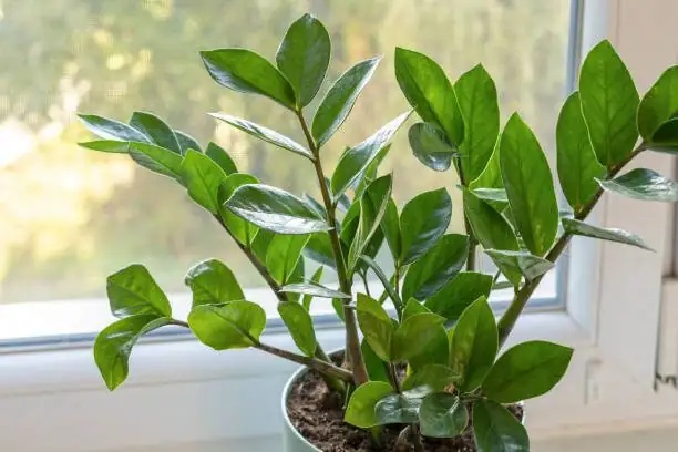 zebra plant bright window humidifier