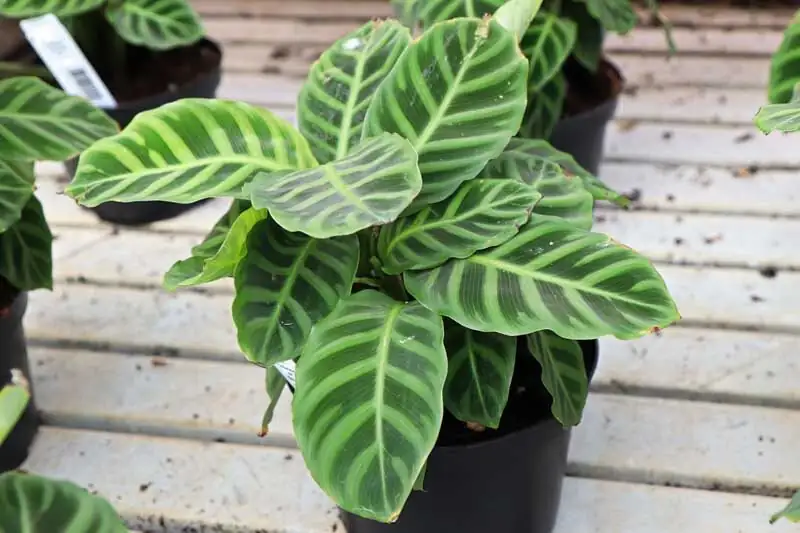 zebra plant spider mites on leaves