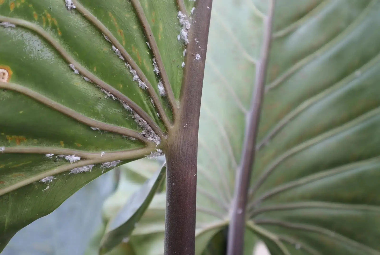 zebra plant mealybugs leaf axils