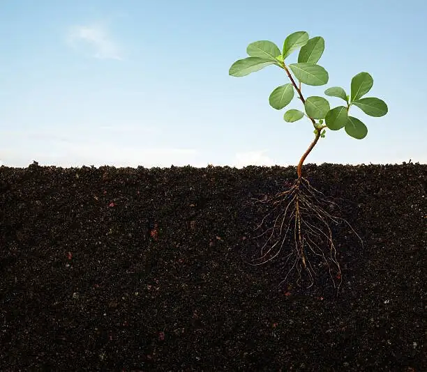 zebra plant root rot inspection