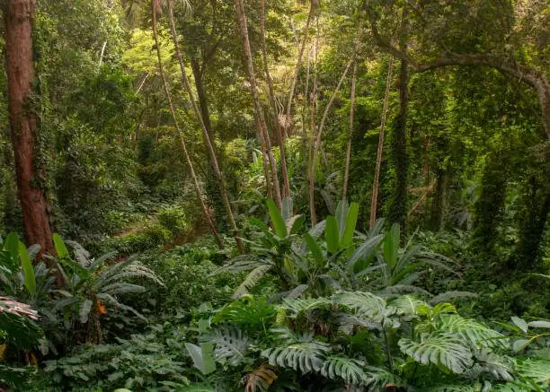 zebra plant Atlantic Forest understory
