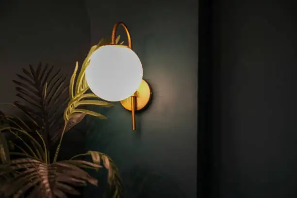 zebra plant bathroom bright indirect light