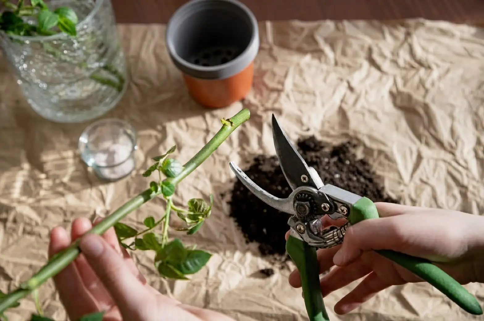 zebra plant stem cutting propagation