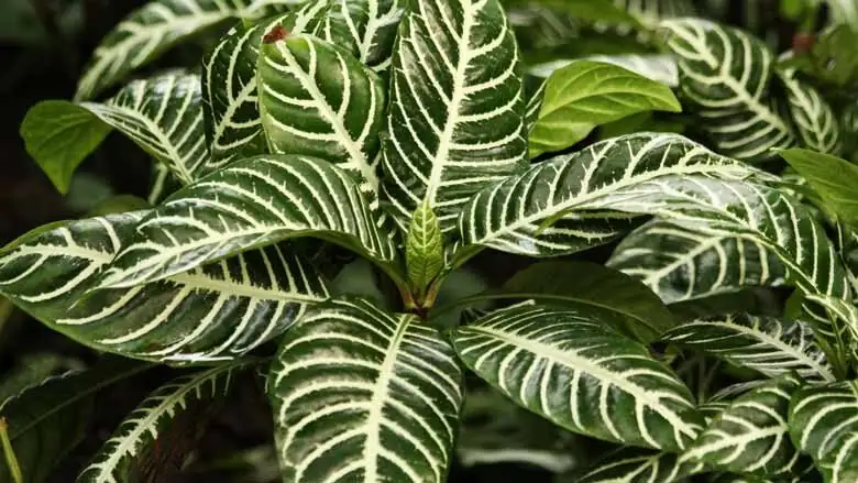 zebra plant drooping leaves window