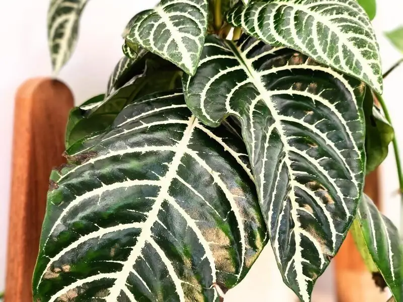 zebra plant crispy leaf edges close-up