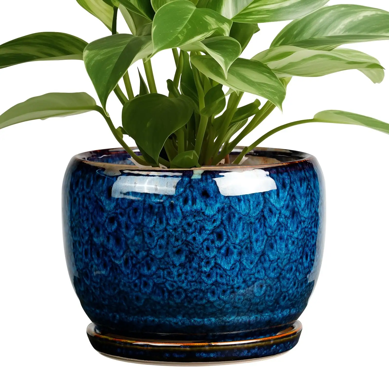 zebra plant cobalt pot gift