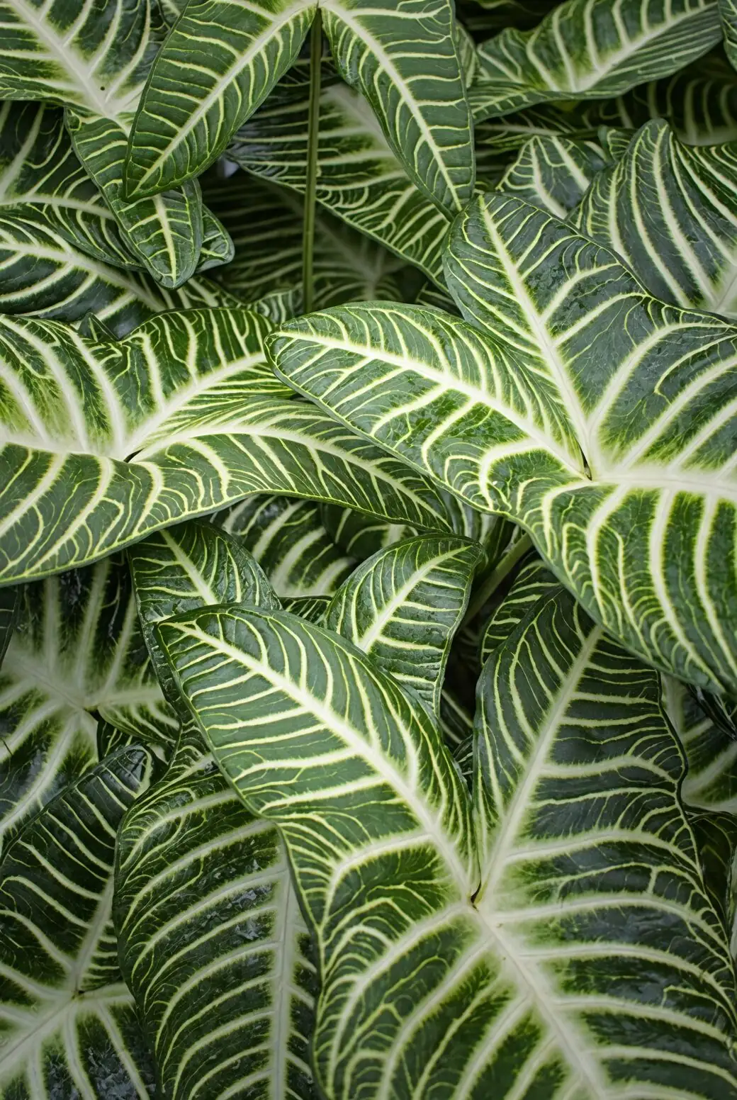 zebra plant entryway bright light