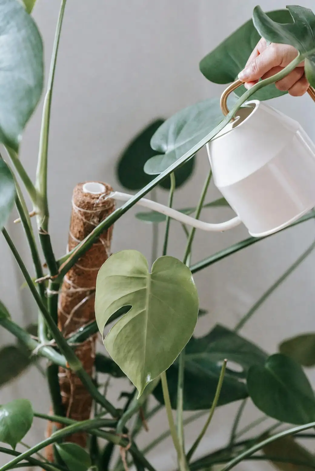 zebra plant watering can indoor