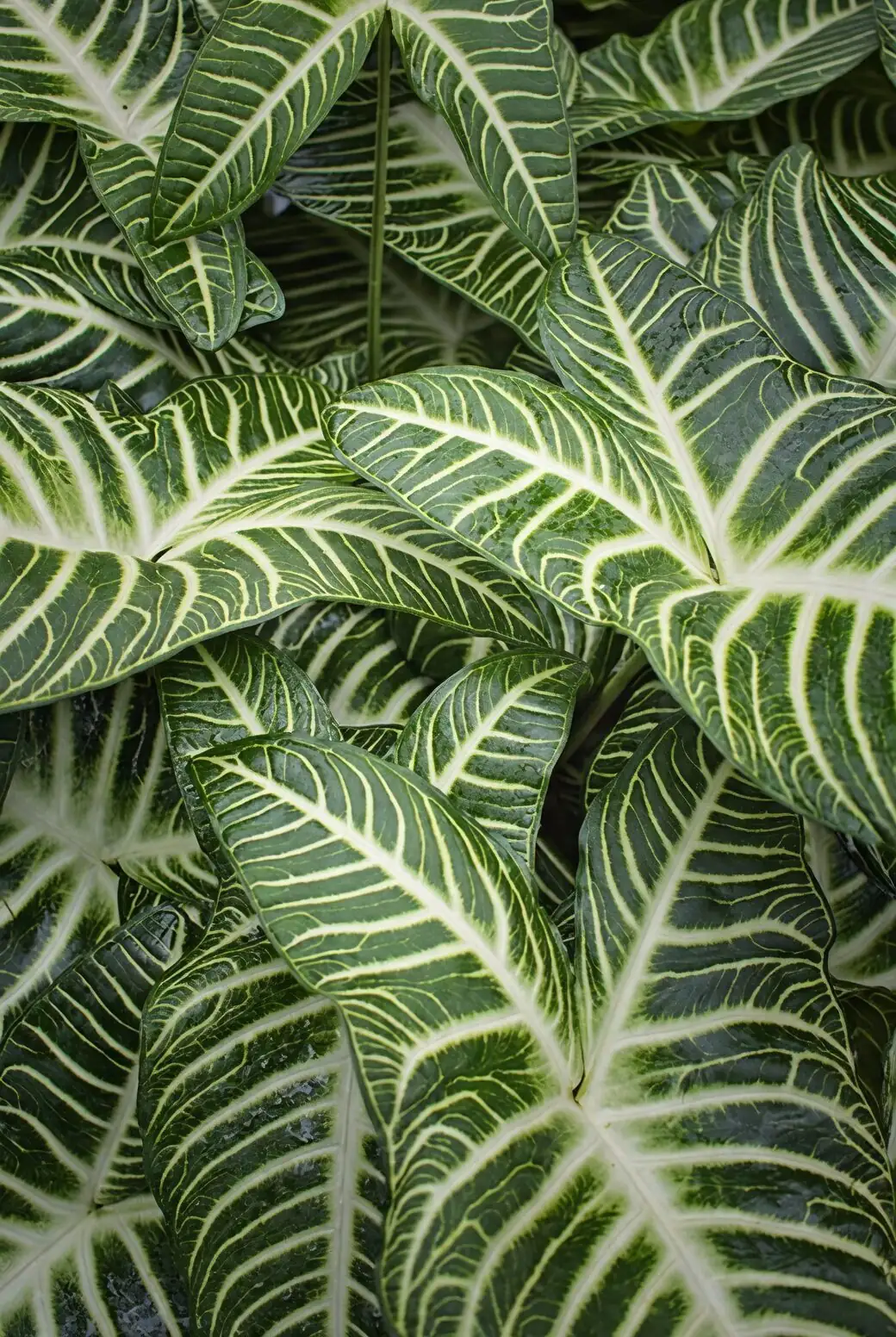 Clone Those Stripes: A Step-by-Step Tip-Cutting Masterclass for Aphelandra squarrosa