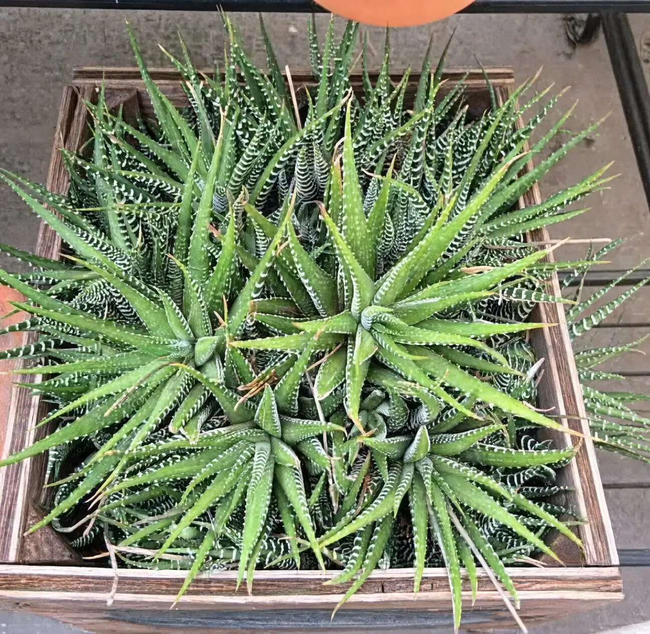 zebra plant propagation tools flat lay