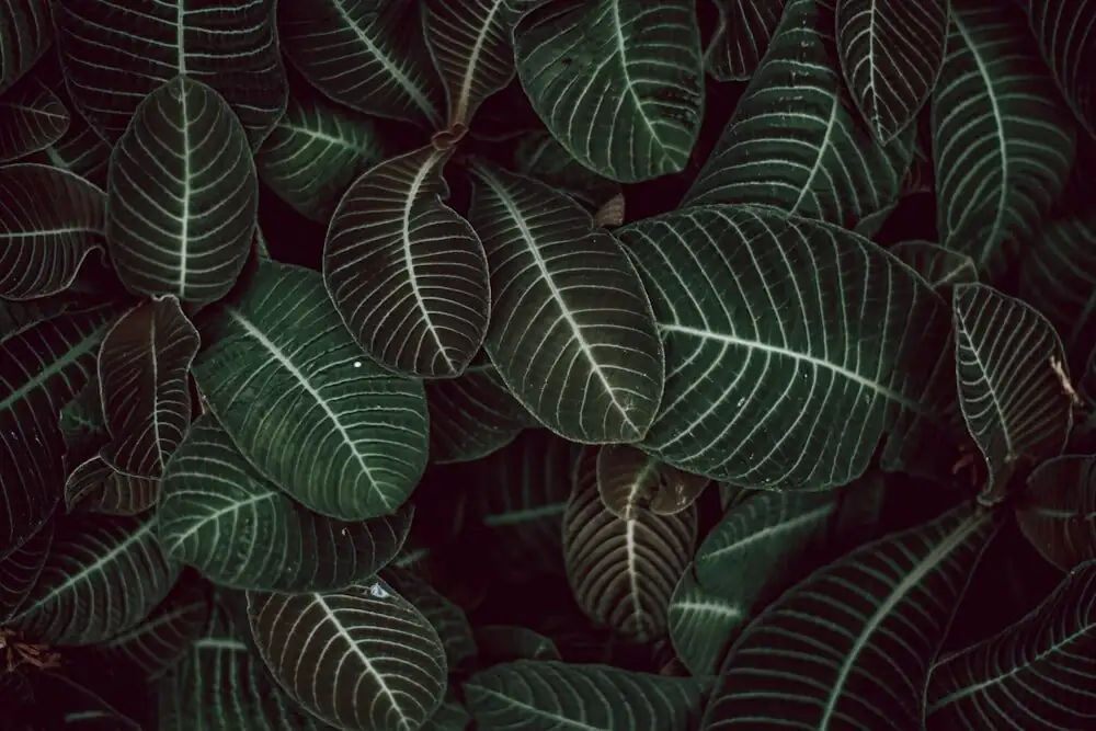 zebra plant tip cutting 2-3 nodes