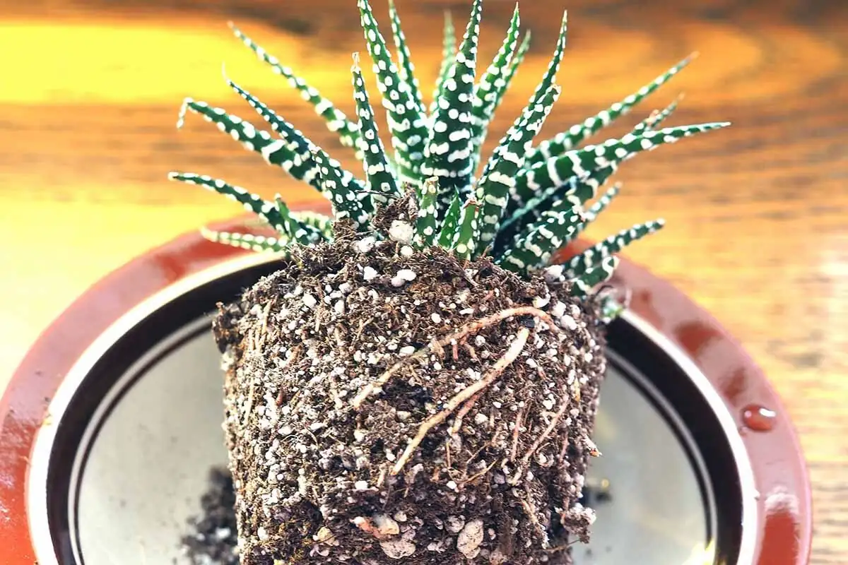 zebra plant cutting roots close-up