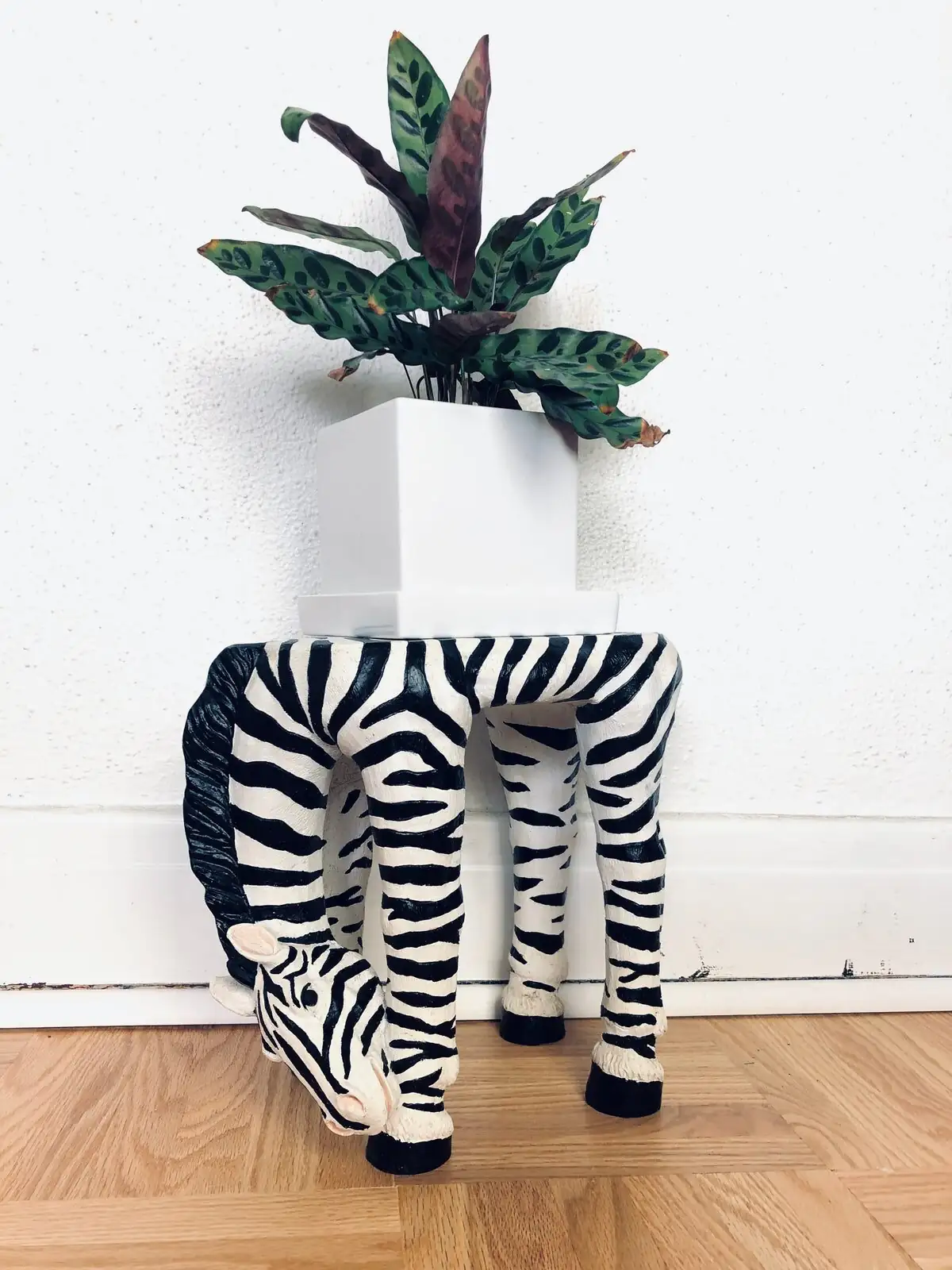Bathroom Supermodel: Styling Zebra Plant in Humid Spaces (Lighting Tricks, Pots, and Pairings)