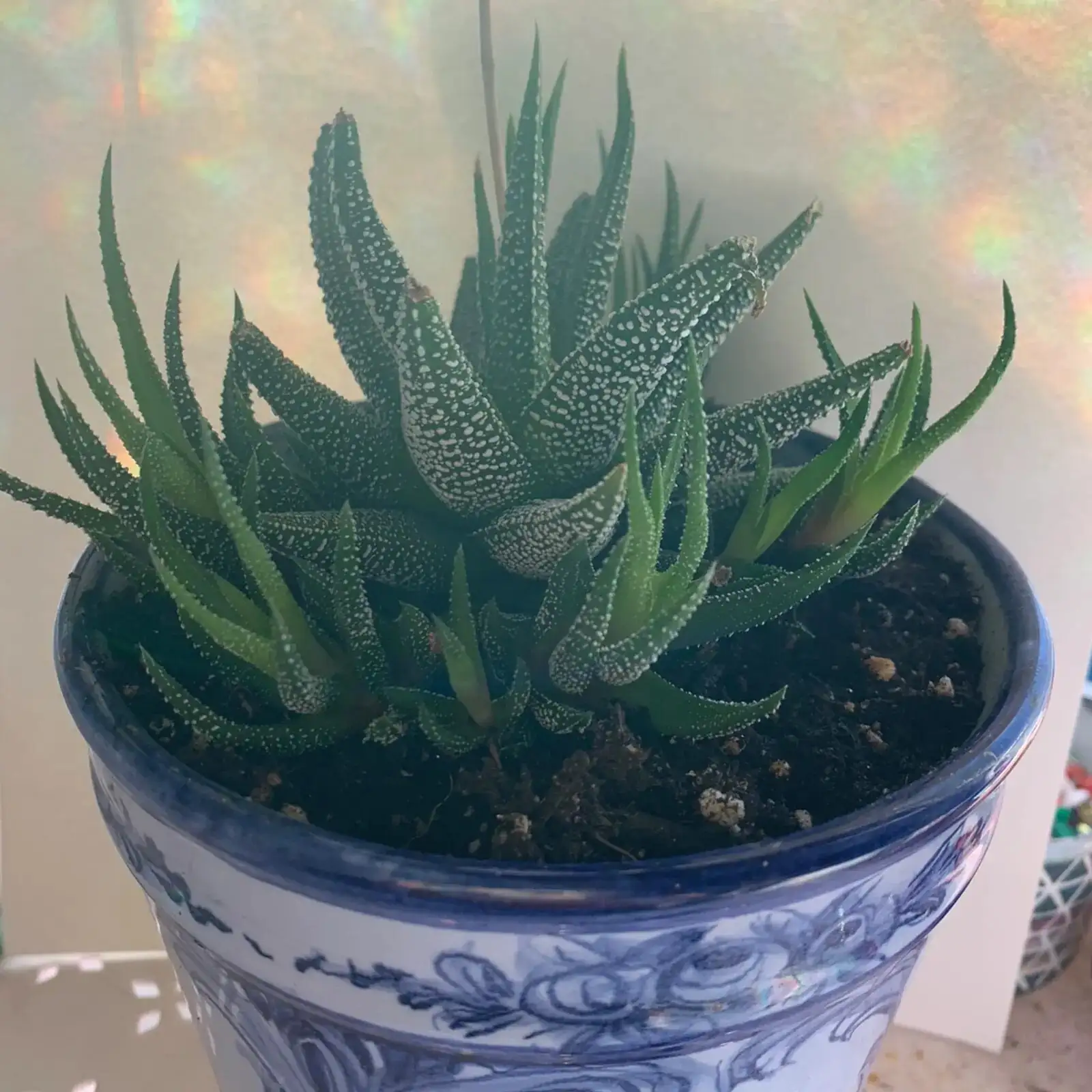 zebra plant east window morning sun