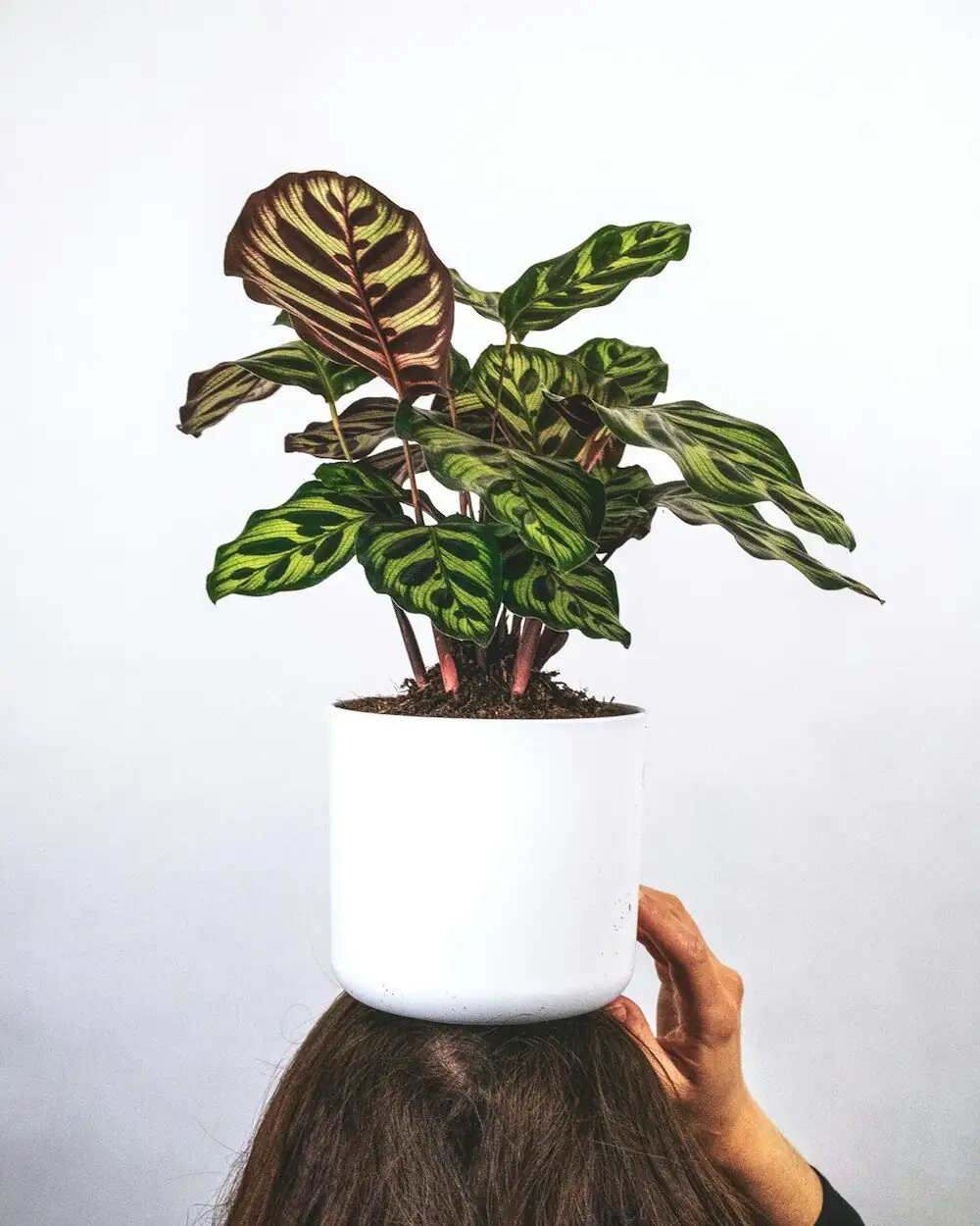 zebra plant ribbed ceramic pot
