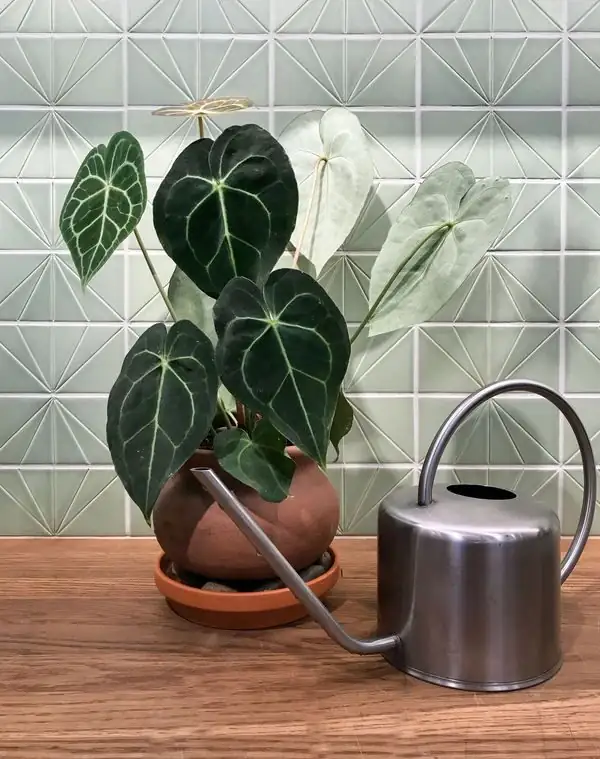 zebra plant pebble tray bathroom