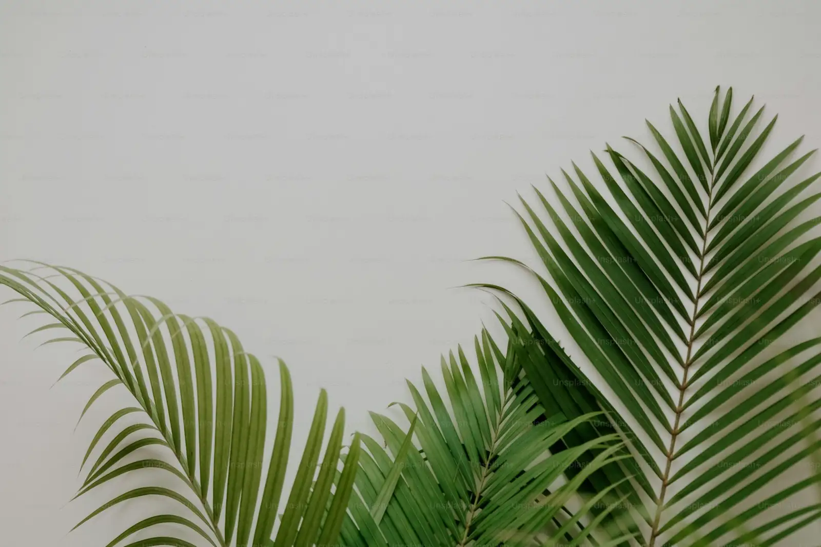 zebra plant with ferns fittonia