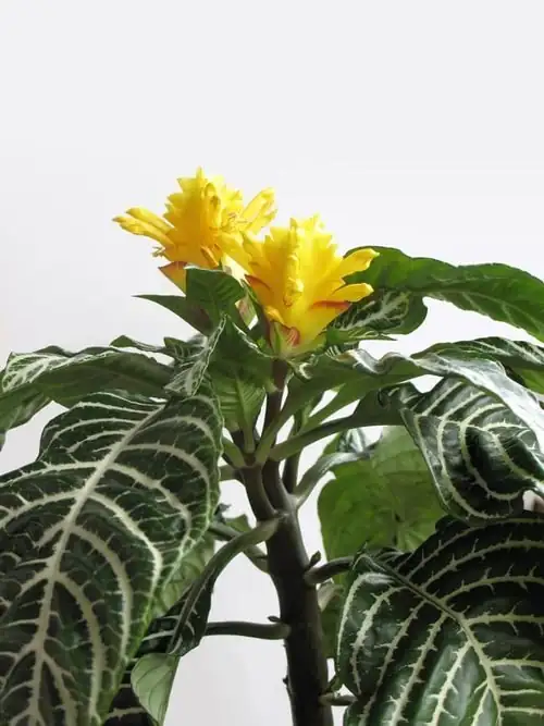 Golden Spikes on Demand: How to Coax Late-Summer Blooms from Your Zebra Plant