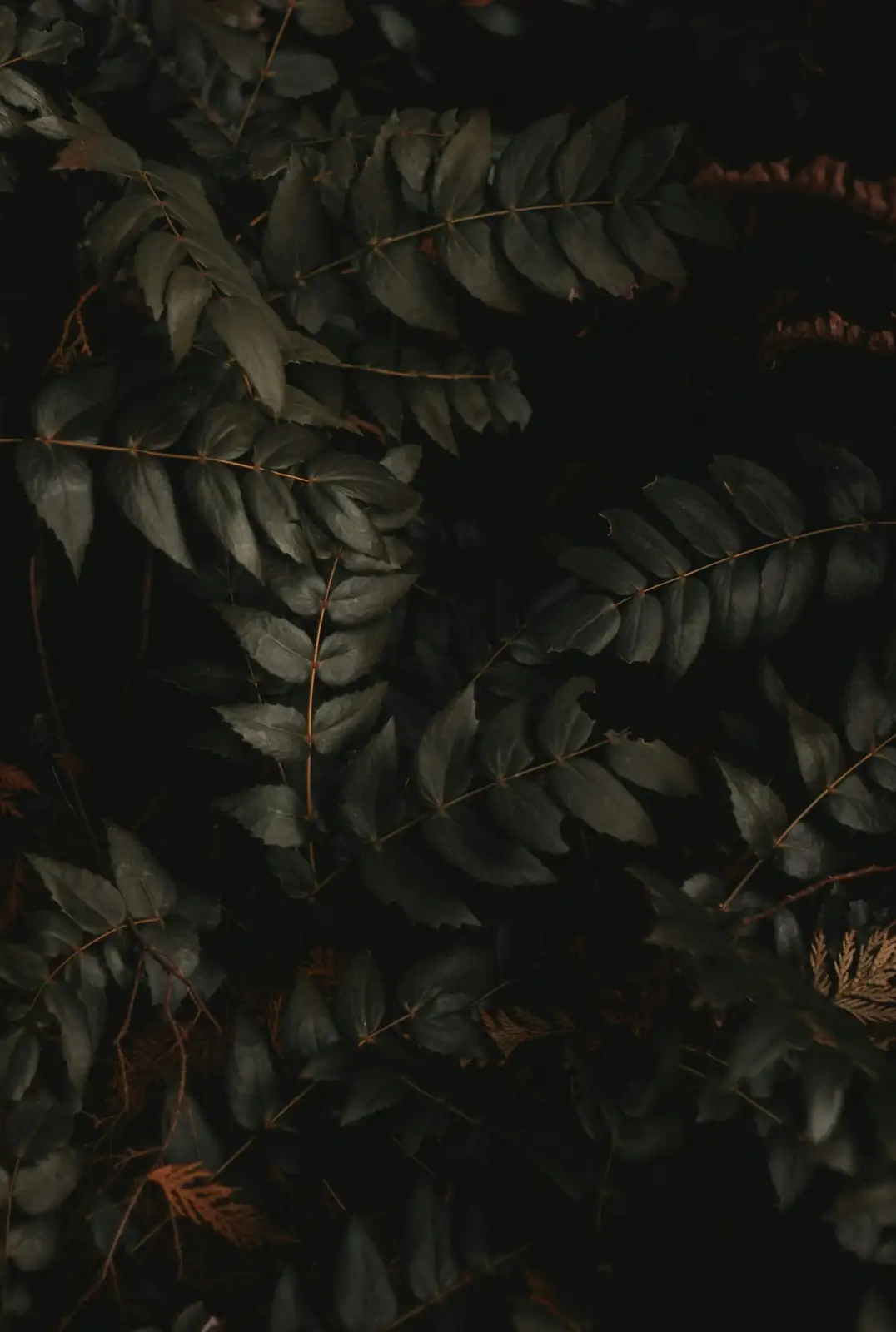 zebra plant pruning after flowering