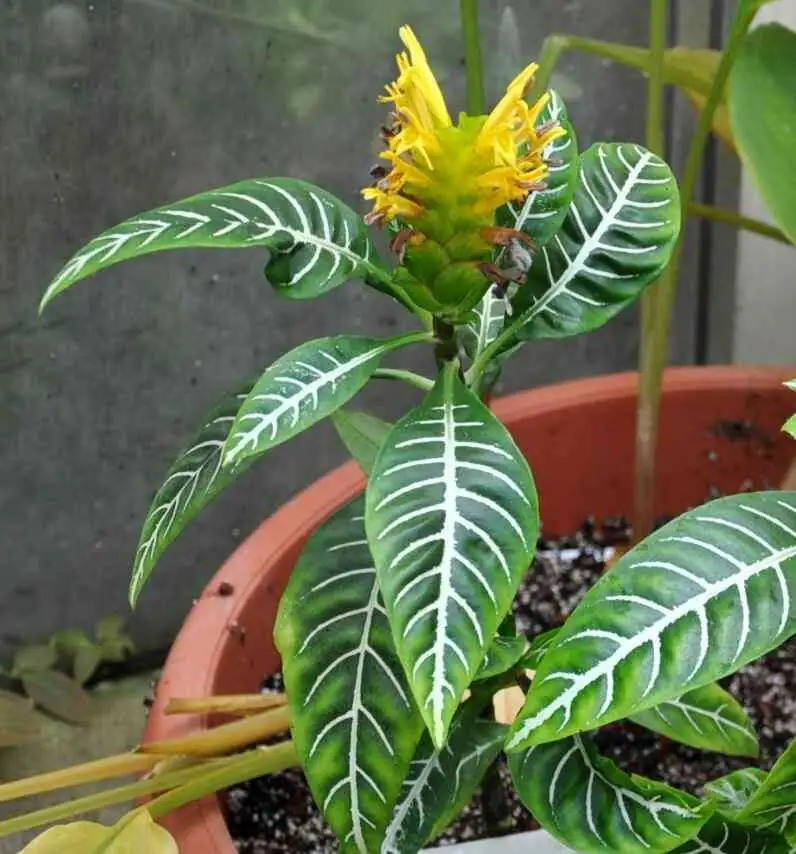 Aphelandra squarrosa tip cuttings rooting