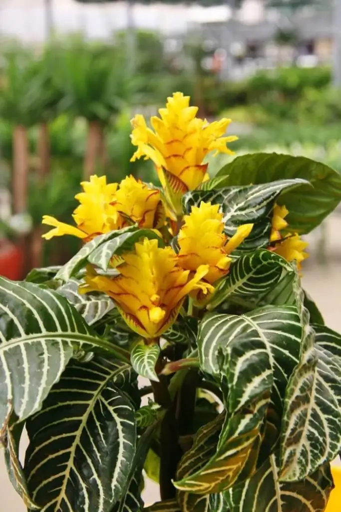 Soft Water, Happy Stripes: Water Quality Hacks and a Cautious Guide to Semi-Hydro for Aphelandra