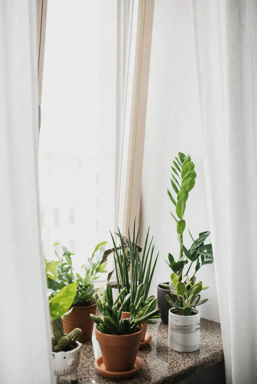 zebra plant bright indirect window