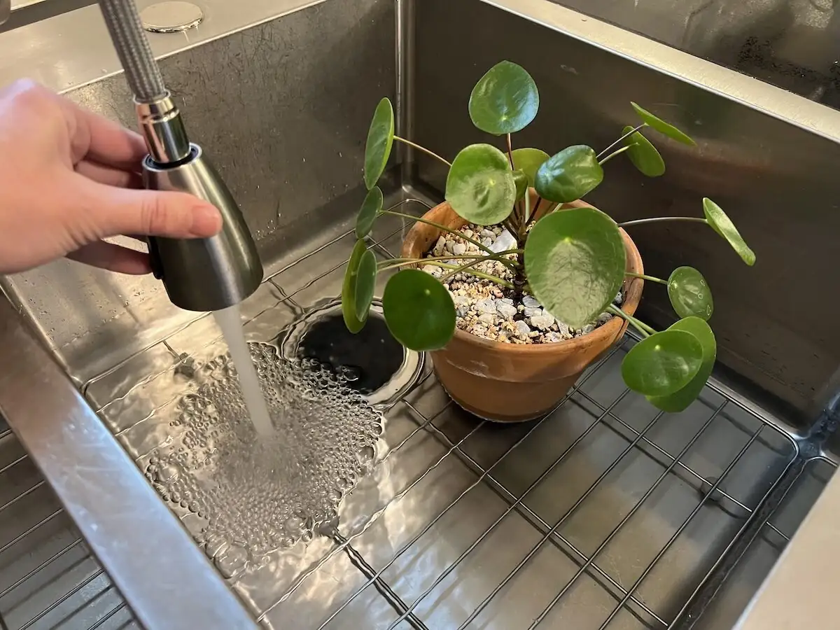 zebra plant watering in sink