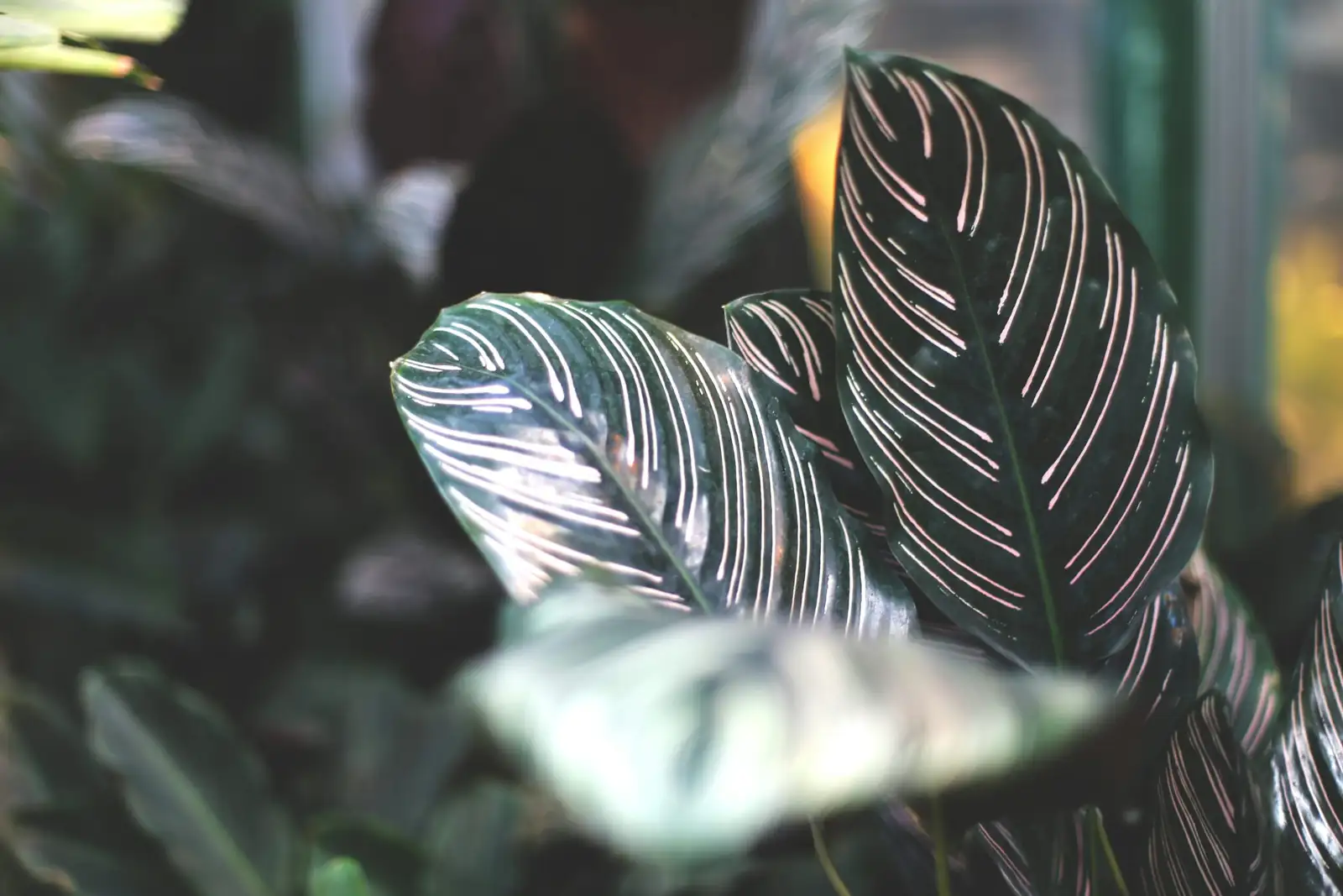 zebra plant cutting in leca