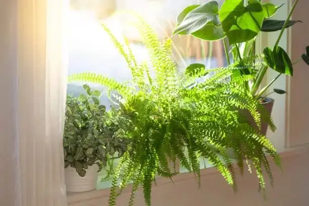aphelandra zebra plant calathea east window