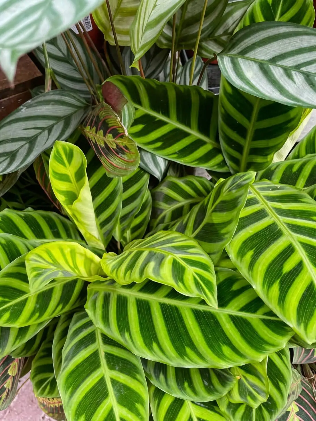 aphelandra zebra plant bathroom grouping