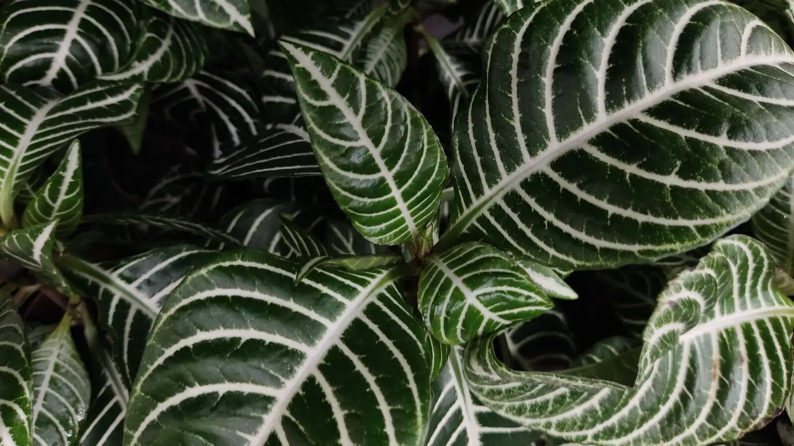 aphelandra zebra plant pruning shears