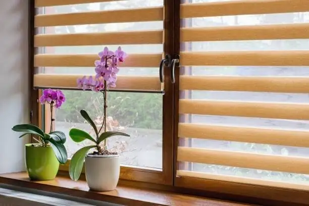 zebra plant indoor pot bright window