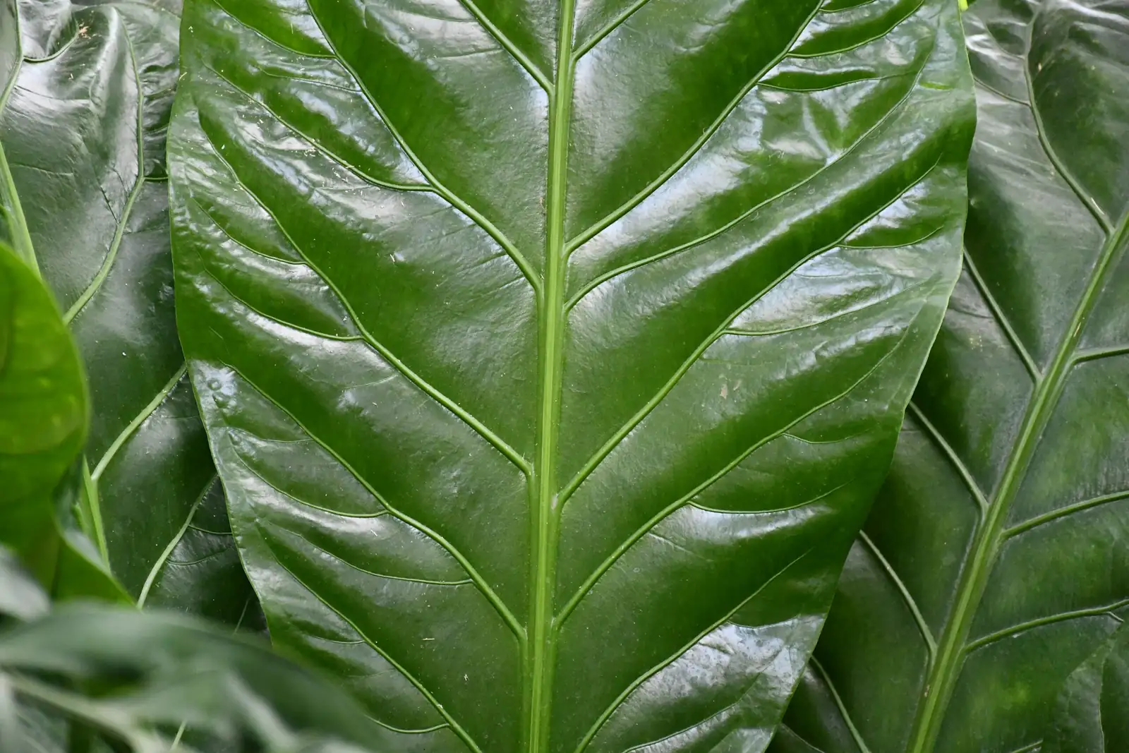 zebra plant leaf veins close-up
