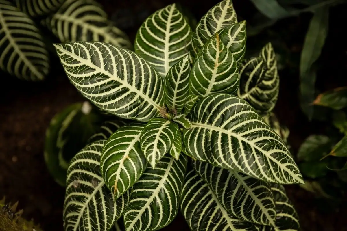 zebra plant pruning spent bracts