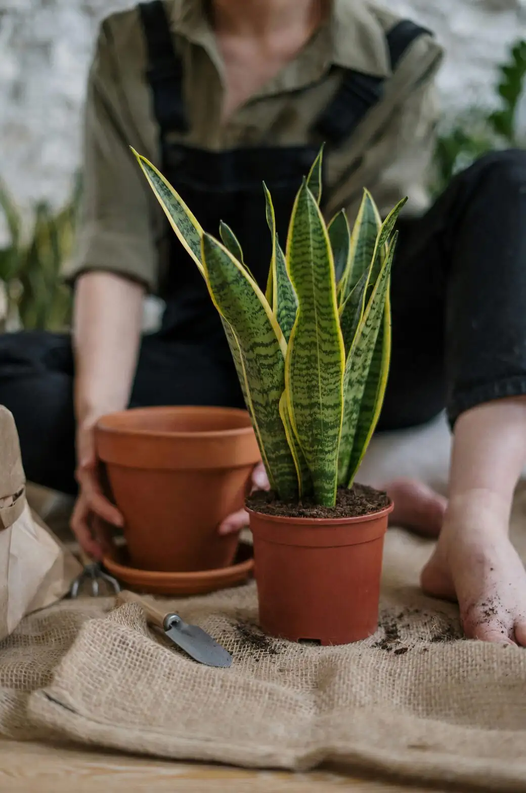 zebra plant repotting perlite mix