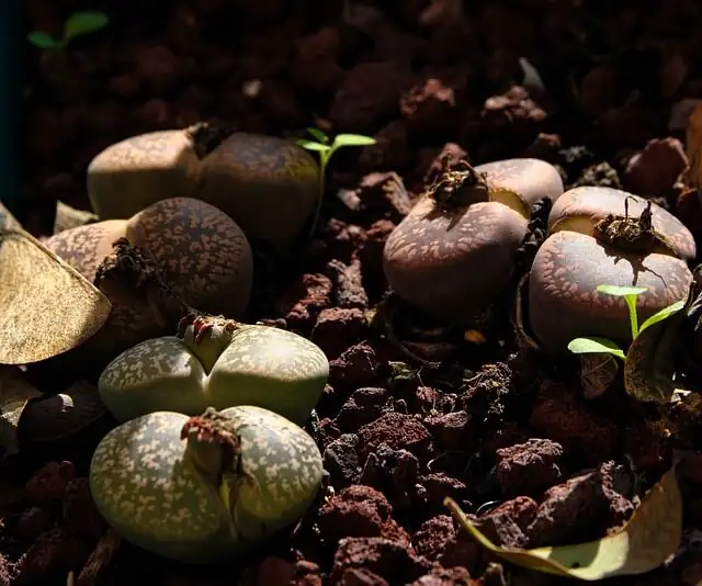 The “Do-Not-Water” Season: Mastering the Lithops Leaf-Change Rule