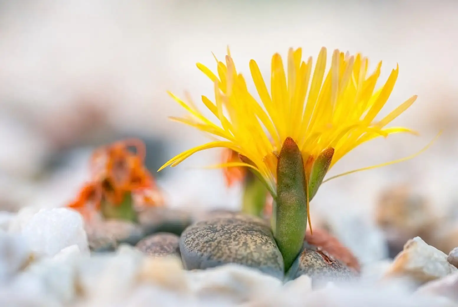 lithops white flower macro
