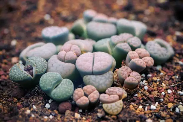 lithops rot translucent body close up