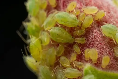 lithops flower bud aphids macro