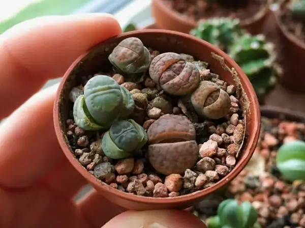 Lithops gentle watering terracotta pot