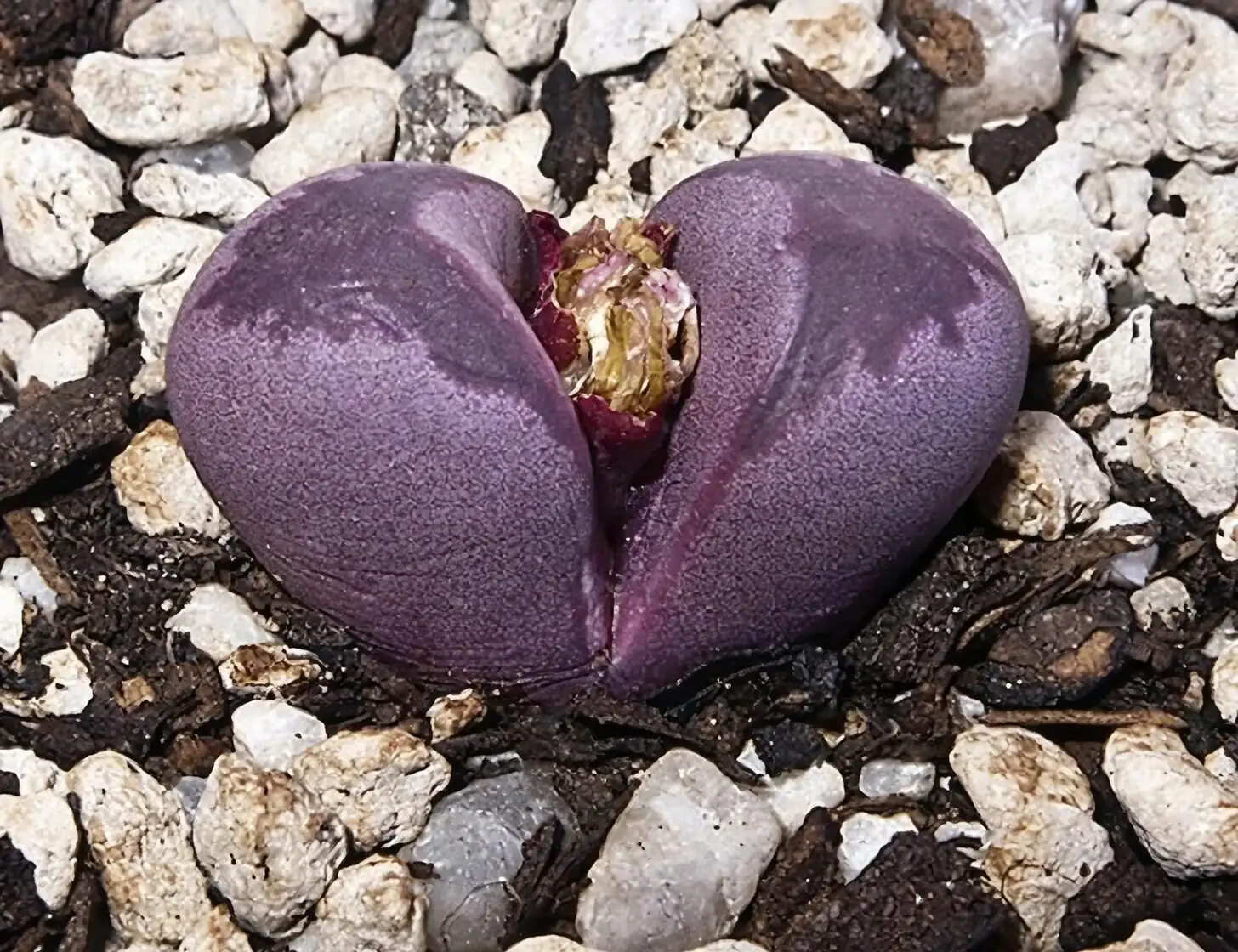Lithops optica Rubra foggy close-up