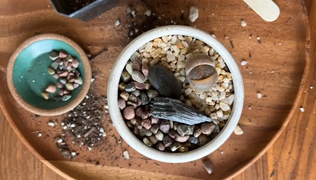 Lost in Their Own Pot: 9 Mind‑Bending Lithops Quirks You Won’t Believe