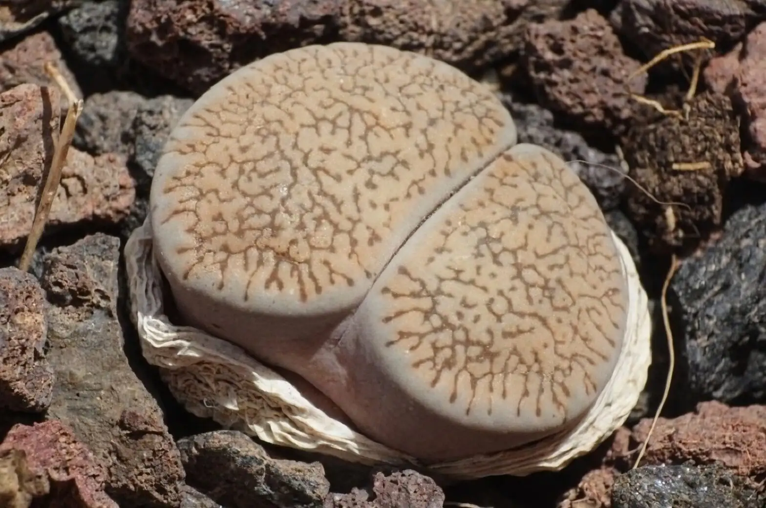 Lithops gravel camouflage top view