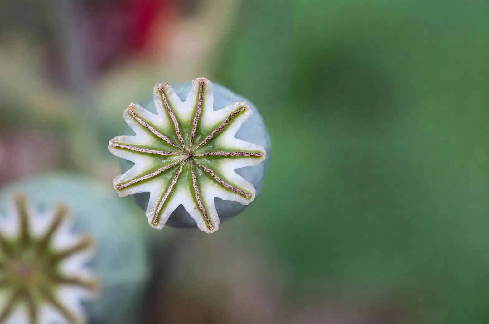 Lithops seed capsule rain splash