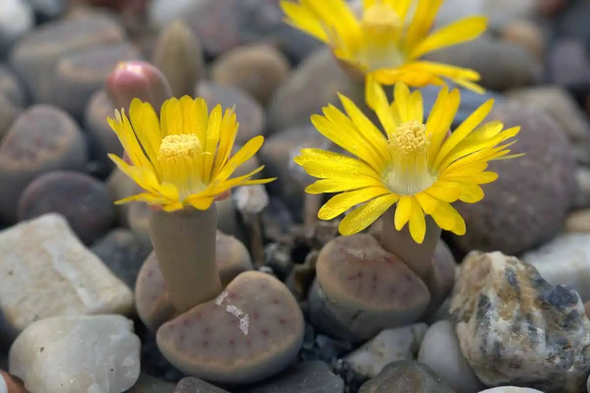 Hidden Bloom, Hidden Meaning: The Flower Language of Lithops and Its Desert Roots