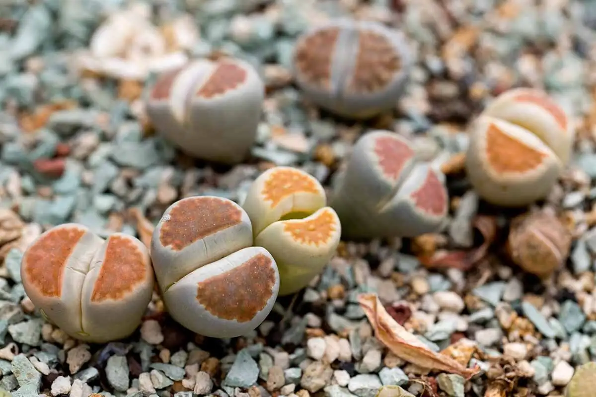 lithops top view close-up
