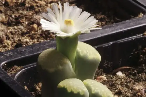 lithops white flower bloom