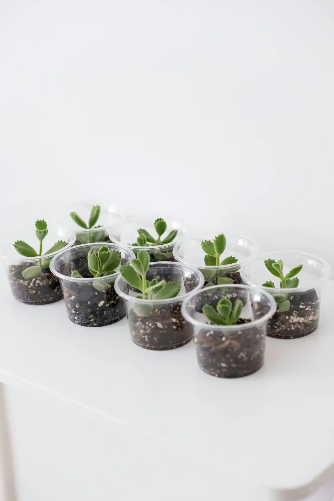 lithops shallow pot pebbles