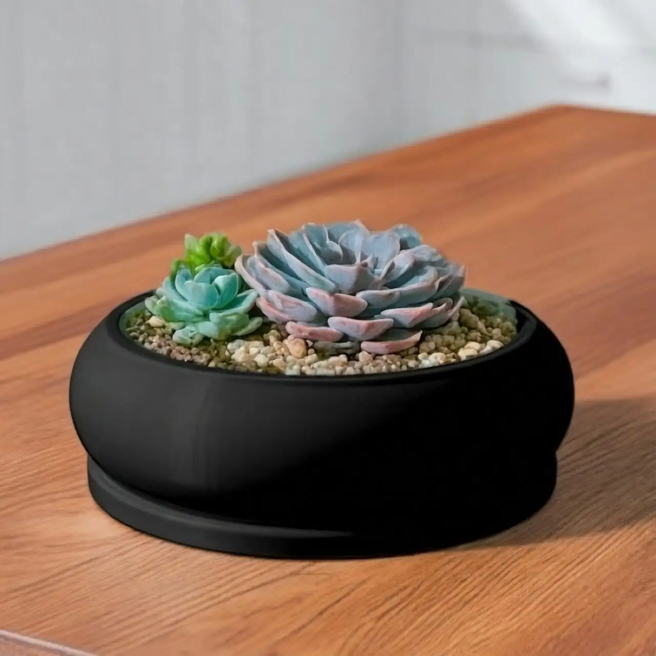 lithops spacing shallow bonsai tray