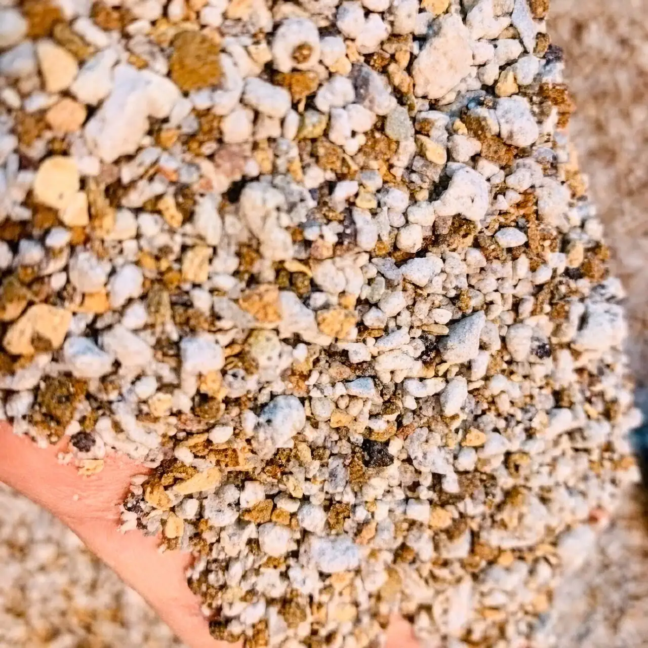 lithops gritty soil mix close-up